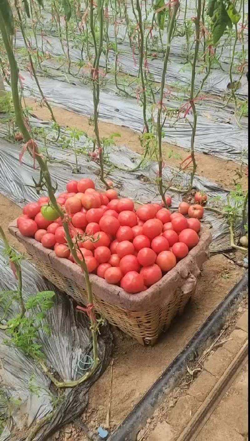 西红柿