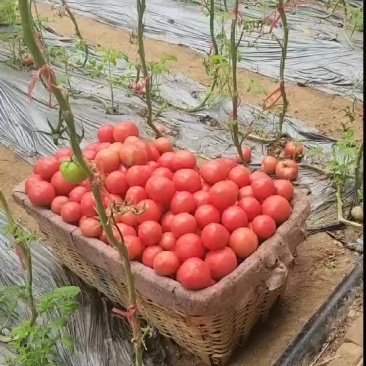 西红柿