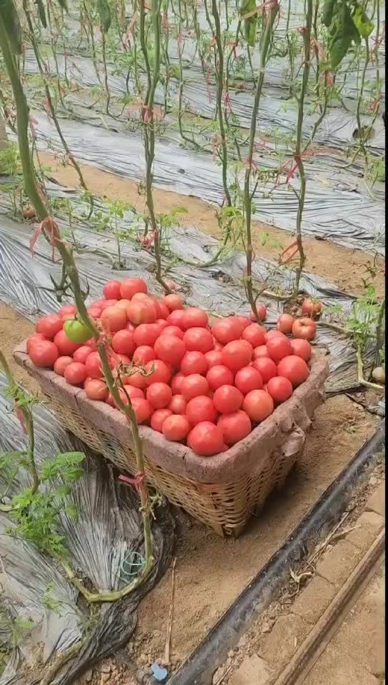 西红柿