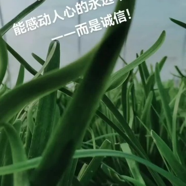 大叶韭菜
