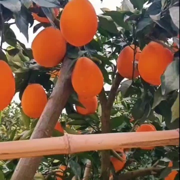 赣南脐橙，纽荷尔橙，长虹脐橙，九月红果冻橙，75蜂蜜橙，