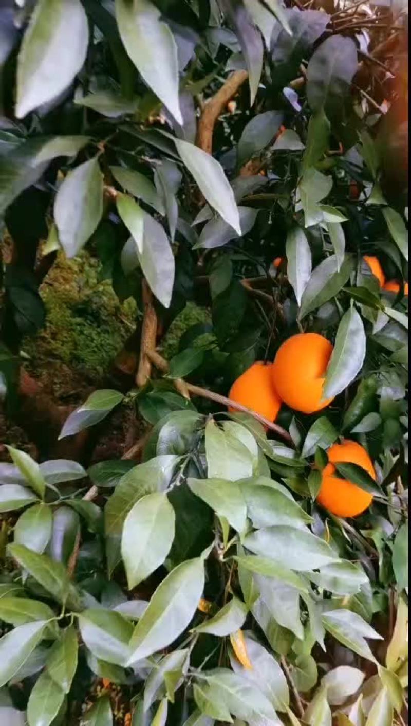 赣南脐橙，纽荷尔橙，长虹脐橙，九月红果冻橙，75蜂蜜橙，