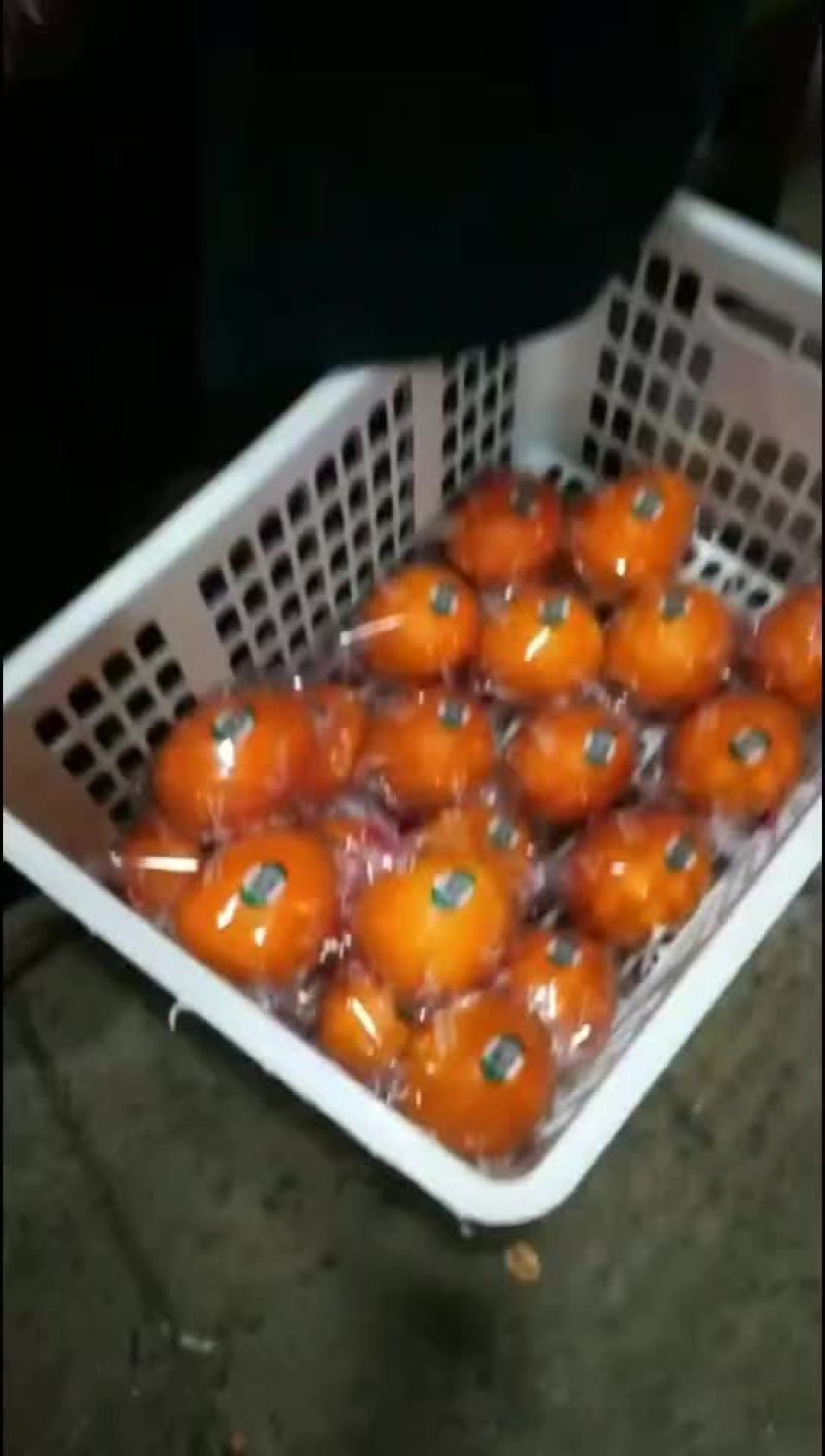 赣南脐橙，纽荷尔橙，长虹脐橙，九月红果冻橙，75蜂蜜橙，