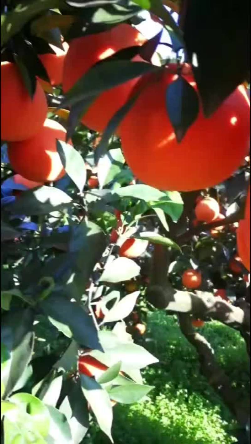 赣南脐橙，纽荷尔橙，长虹脐橙，九月红果冻橙，75蜂蜜橙，