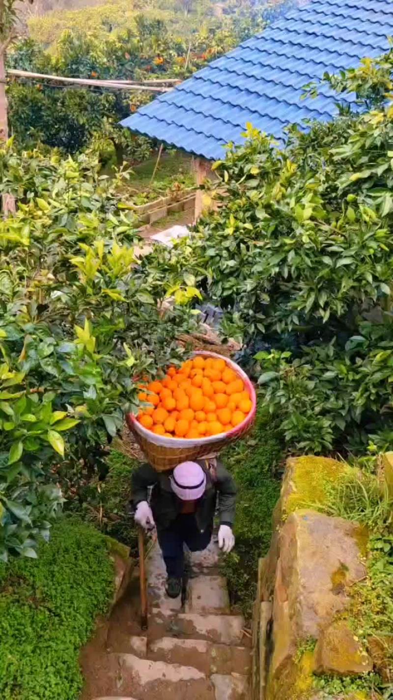 赣南脐橙，纽荷尔橙，长虹脐橙，九月红果冻橙，75蜂蜜橙，