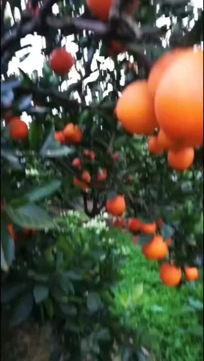 赣南脐橙，纽荷尔橙，长虹脐橙，九月红果冻橙，75蜂蜜橙，