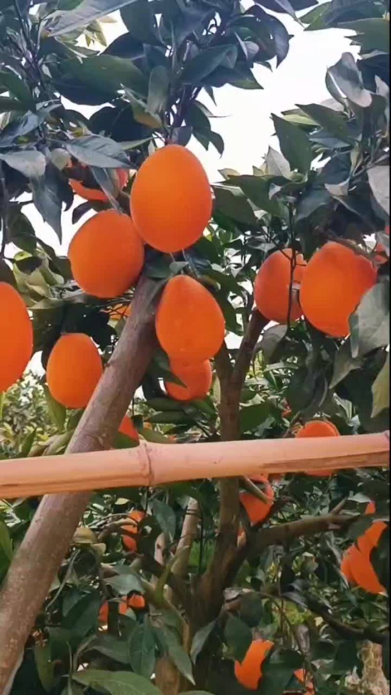 赣南脐橙，纽荷尔橙，长虹脐橙，九月红果冻橙，75蜂蜜橙，