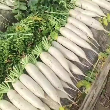 白萝卜