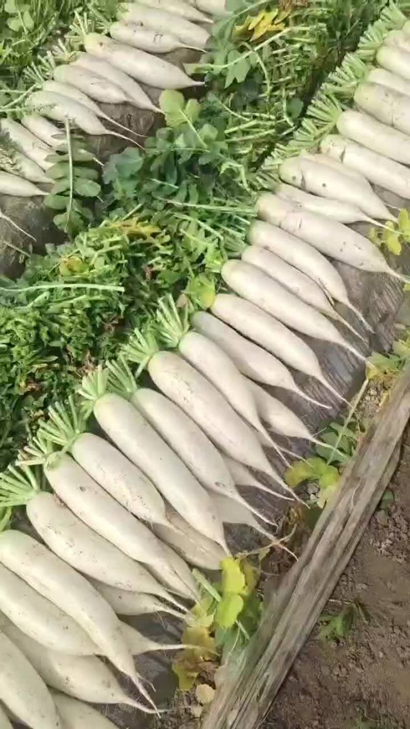白萝卜