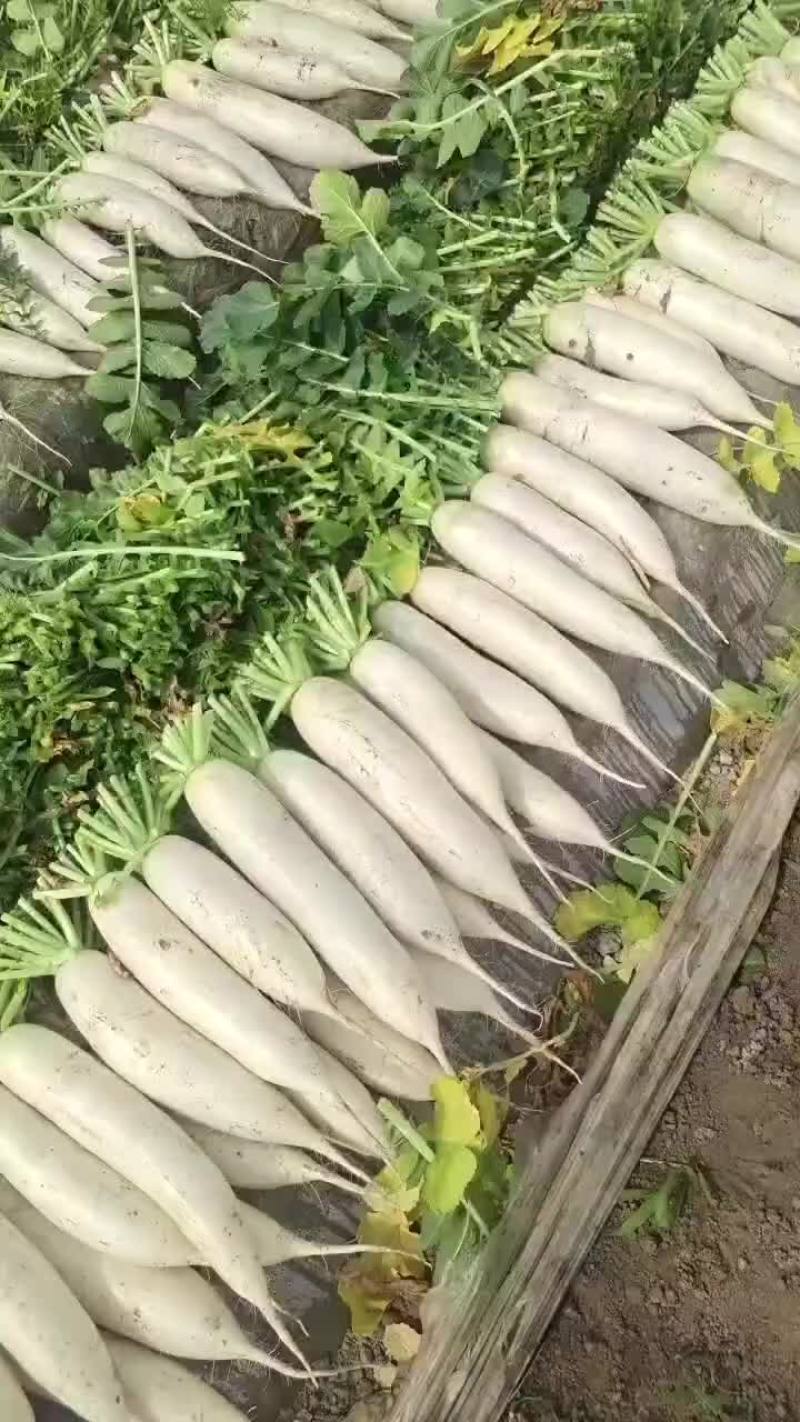 白萝卜