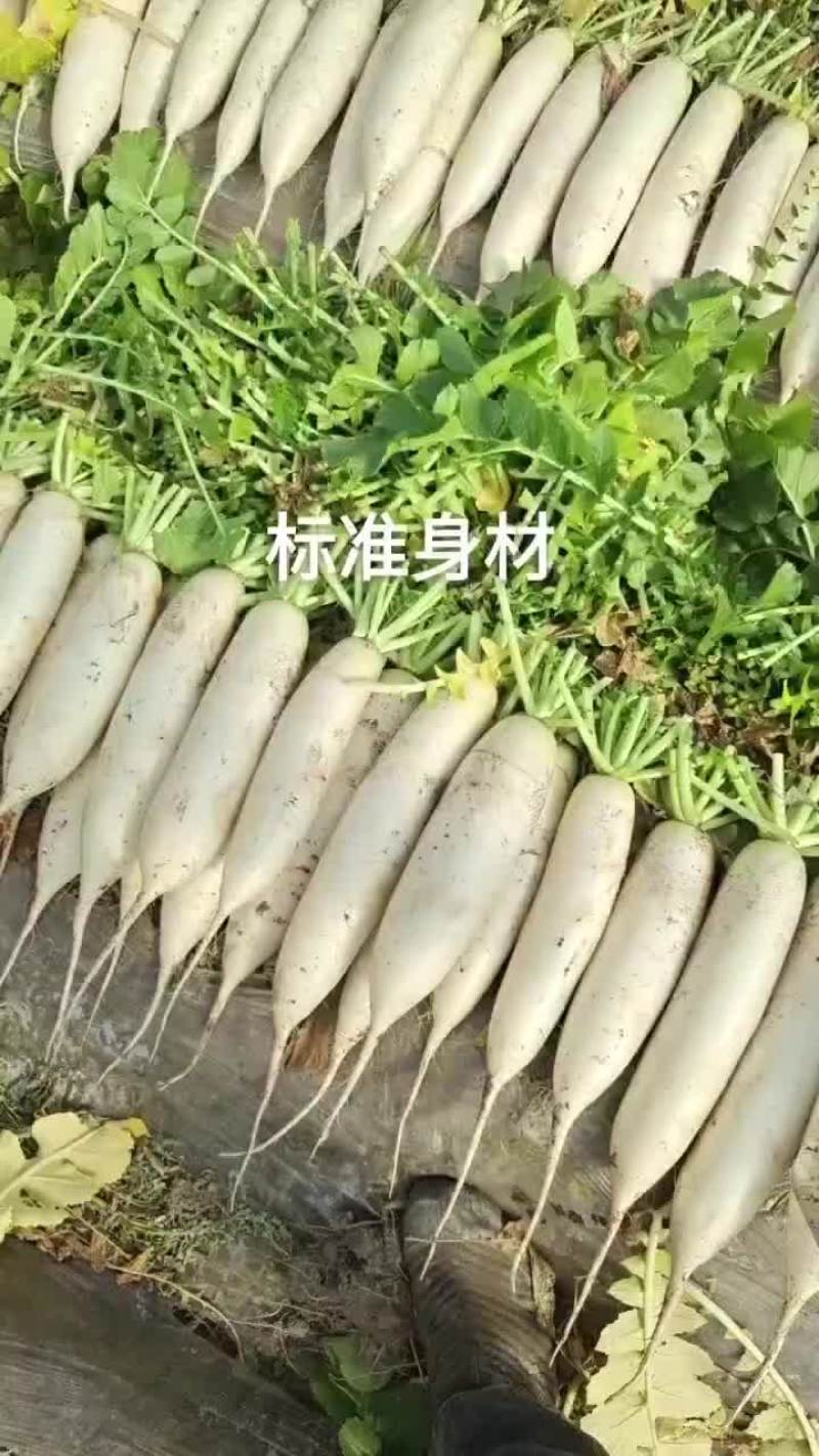 白萝卜