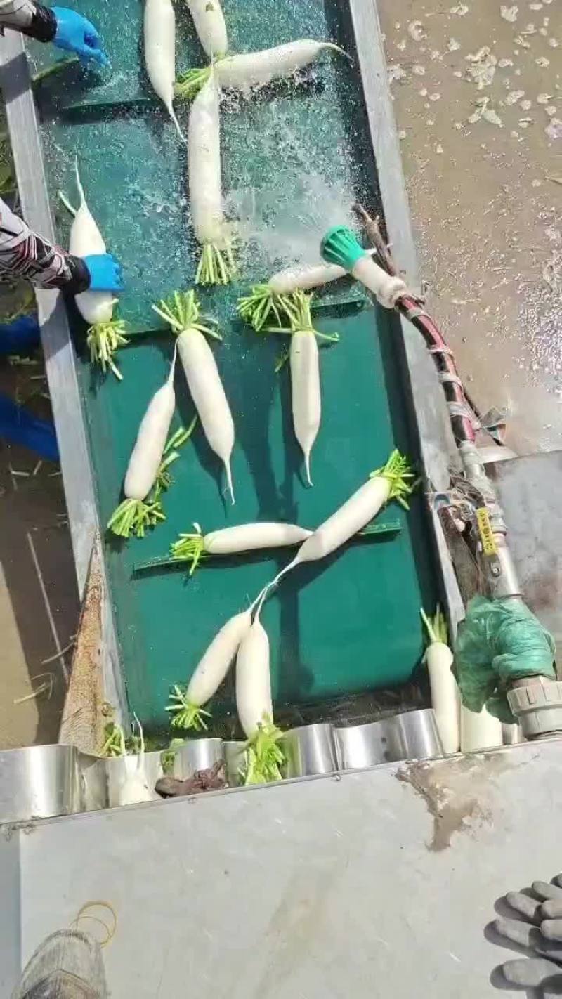 白萝卜