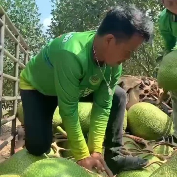 菠萝蜜