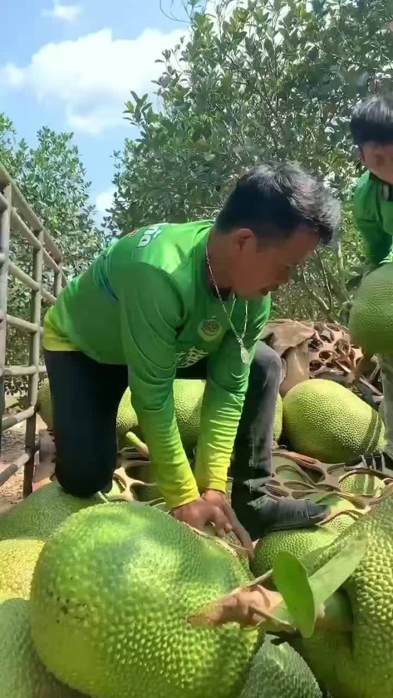 菠萝蜜