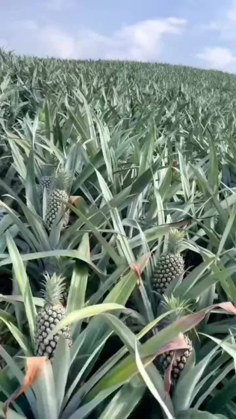 小香菠萝
