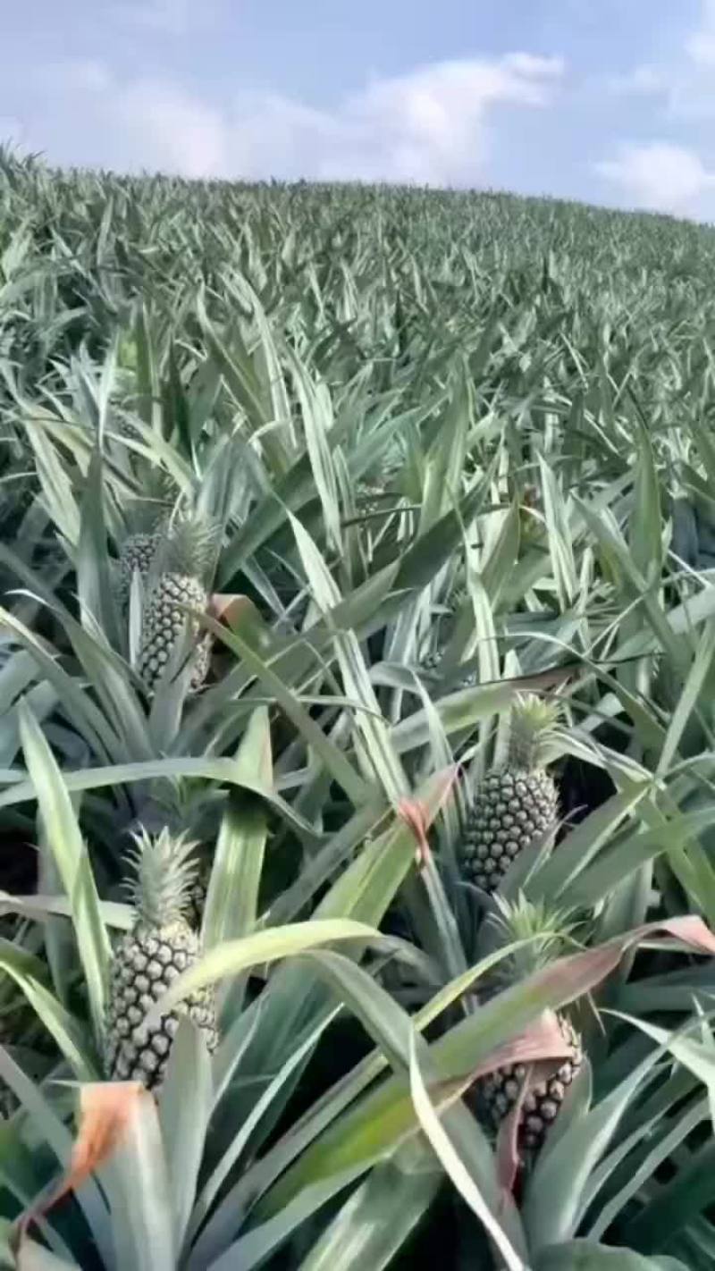 小香菠萝