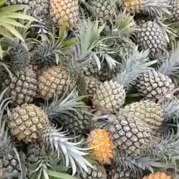 小香菠萝