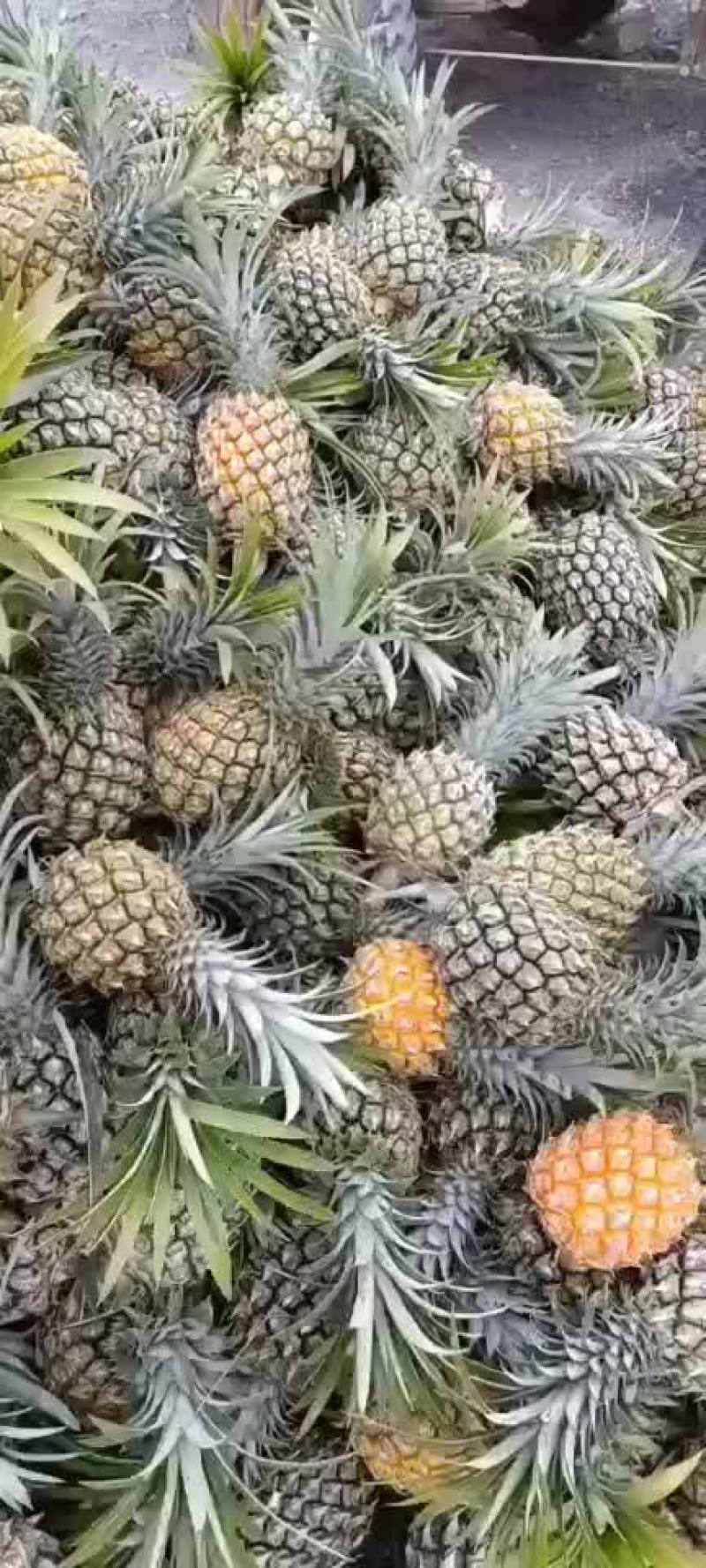 小香菠萝