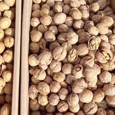 新疆特产阿克苏185纸皮核桃薄皮核桃2023新货优质核桃