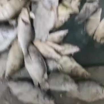 7两以下单个速冻桂鱼欢迎合作下单