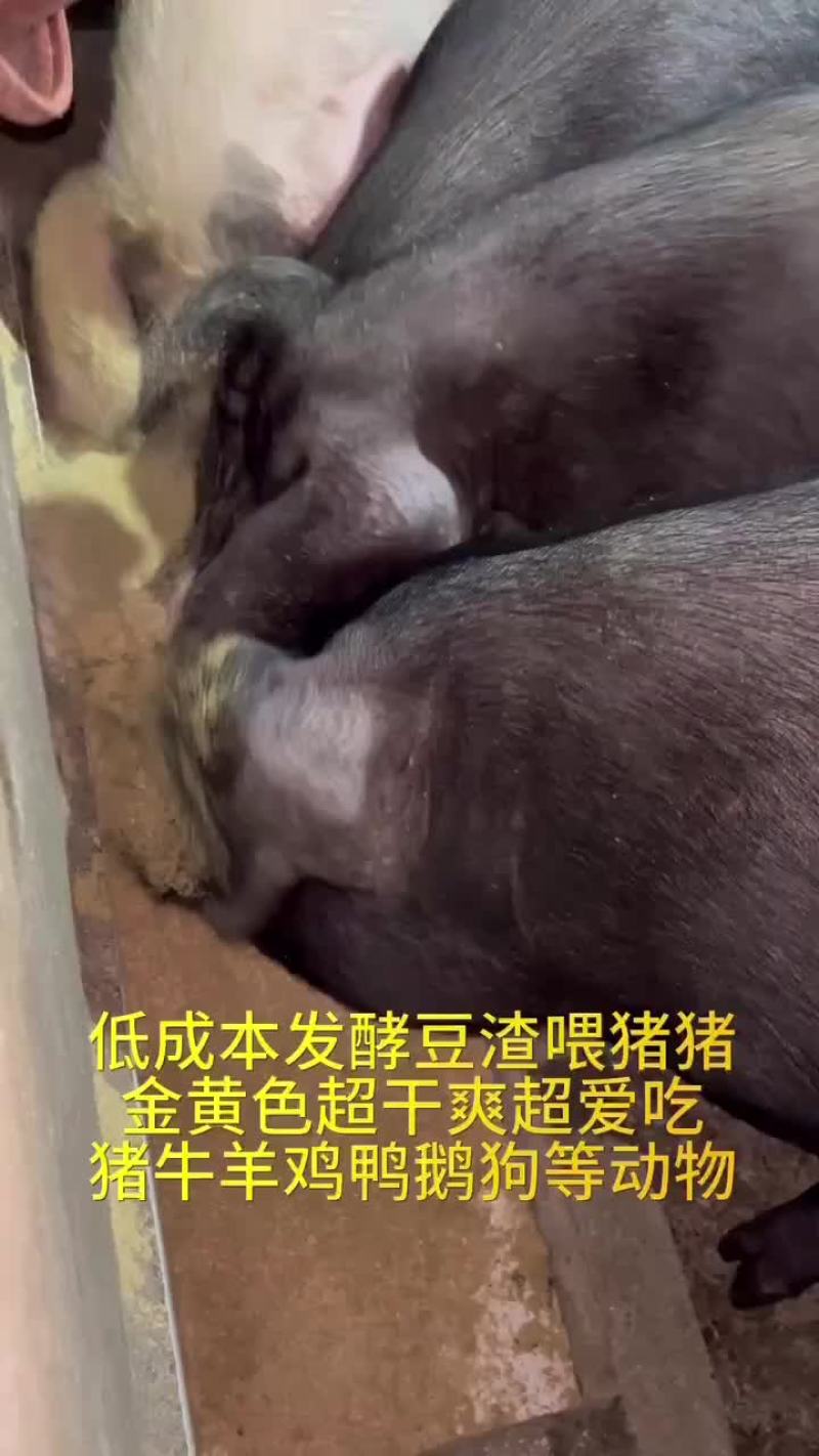 干爽松散金黄色发酵料酒香浓郁扑鼻#发酵饲料#发酵豆渣