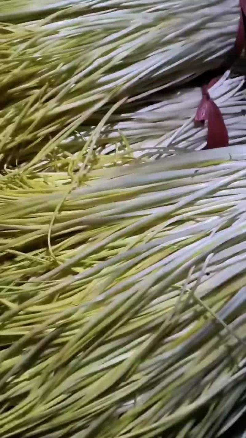 蒜黄