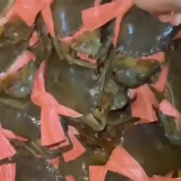 北海糕蟹