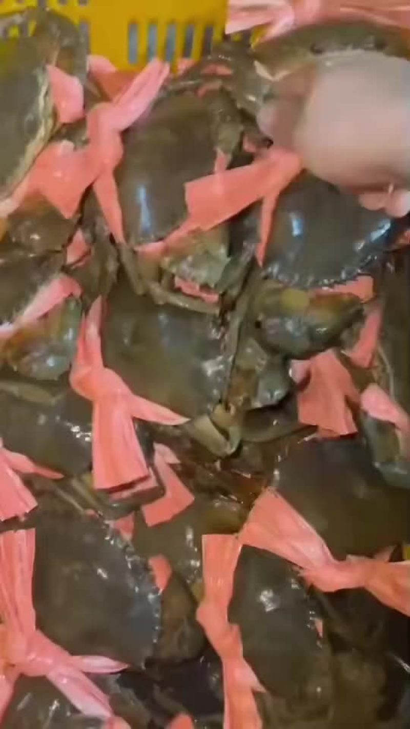 北海糕蟹