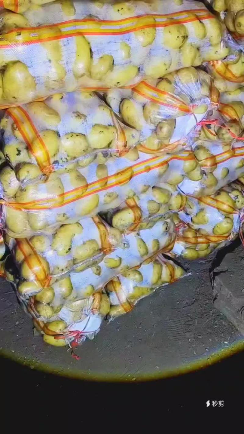 黄皮黄心土豆