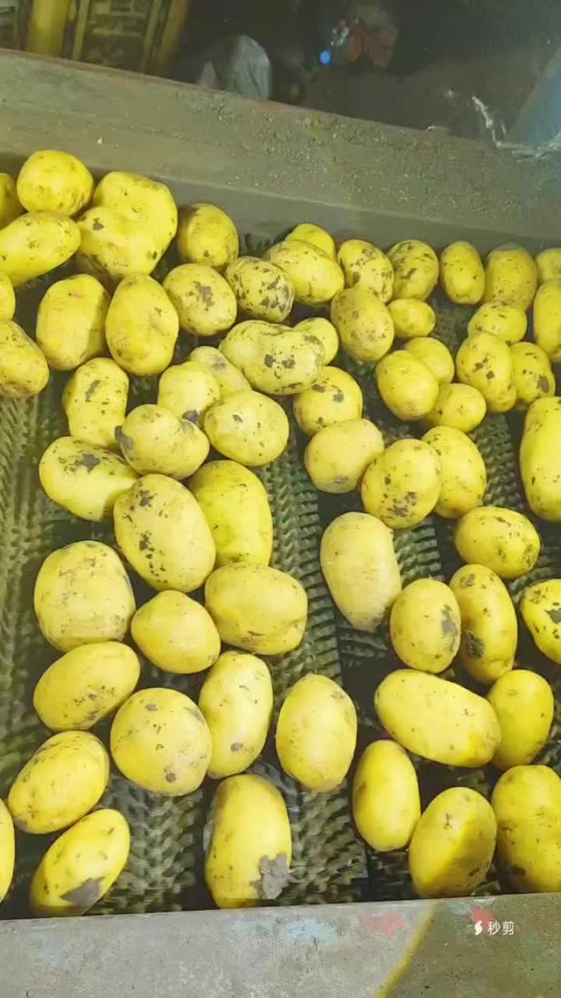黄皮黄心土豆