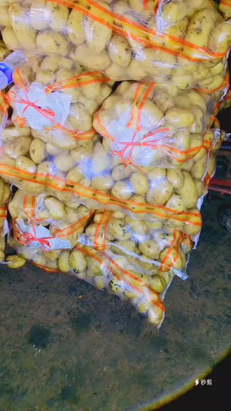 黄皮黄心土豆