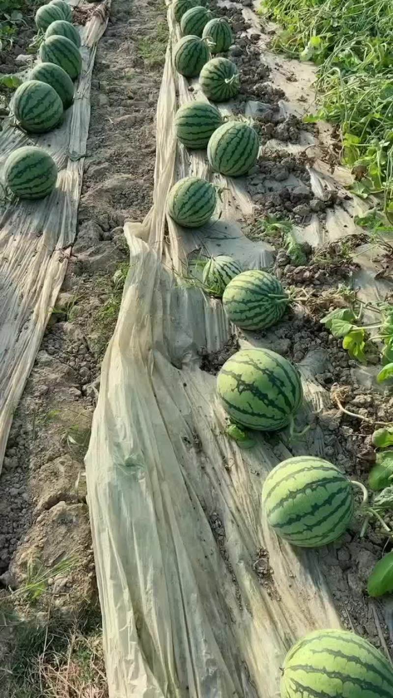 美都西瓜雷州本地人代发全国各地