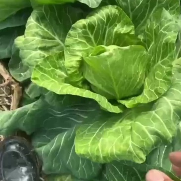 高品质大棚种植宣甘蓝圆白菜