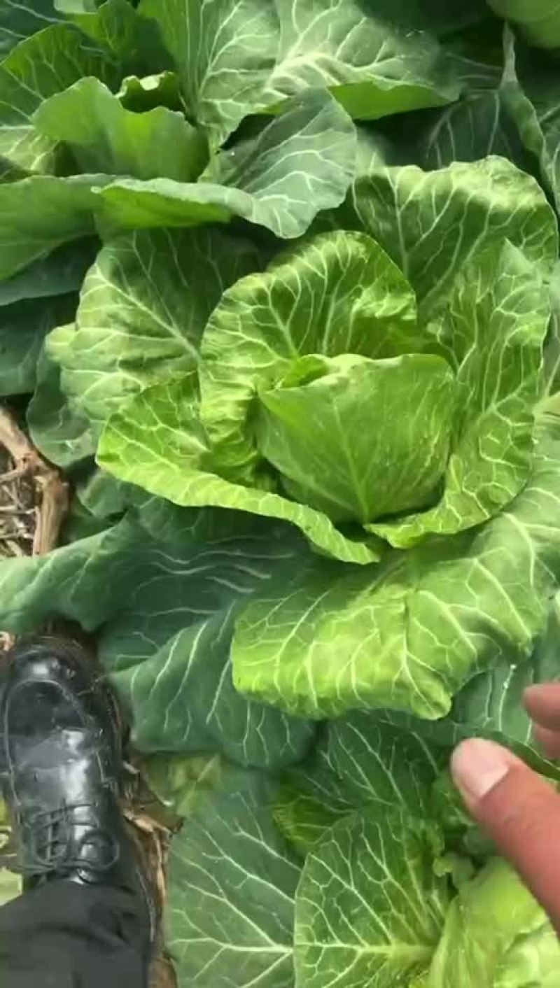 高品质大棚种植宣甘蓝圆白菜