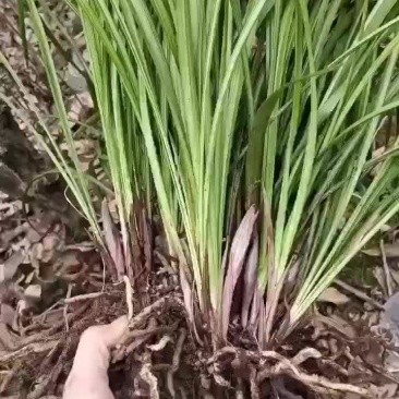 莲瓣兰