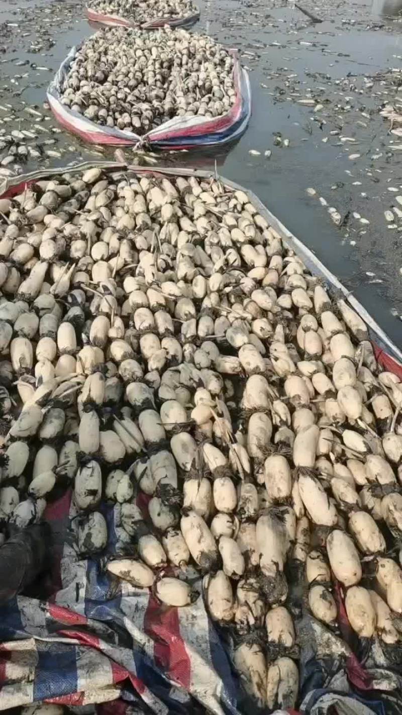 优质大白货