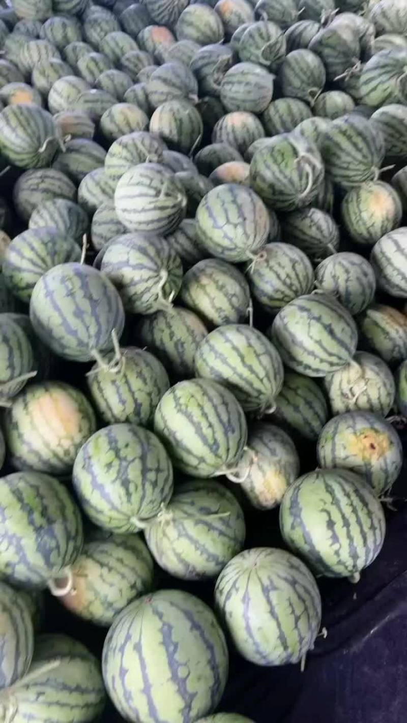 无籽麒麟，一手货源，代收代发