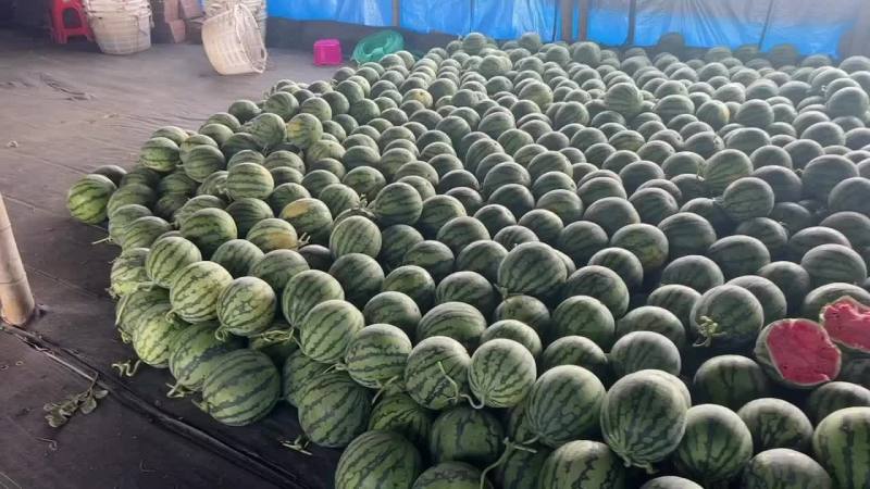 无籽麒麟，一手货源，代收代发
