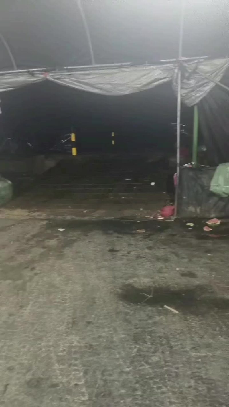 无籽麒麟，一手货源，代收代发