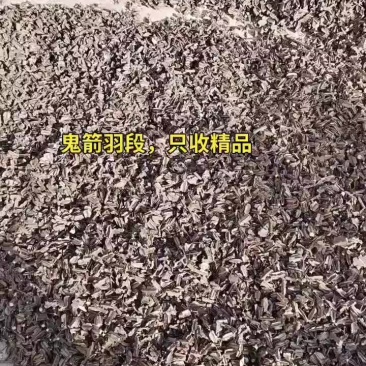 甘肃省陇南市西和县鬼箭羽