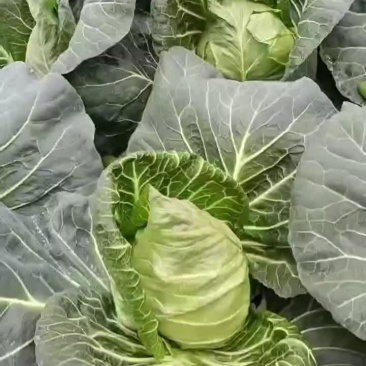 牛心甘蓝