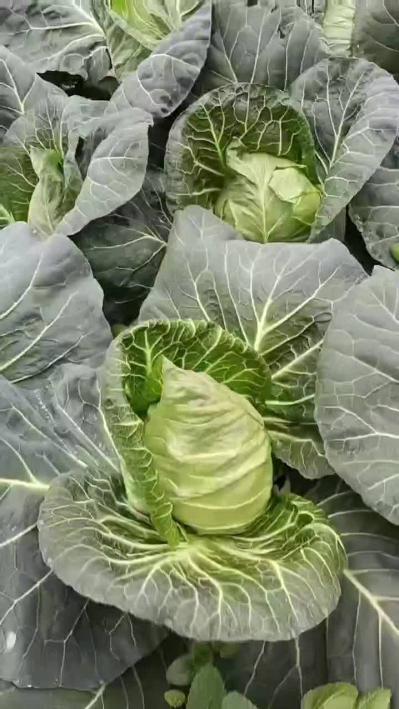 牛心甘蓝