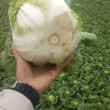 大白菜