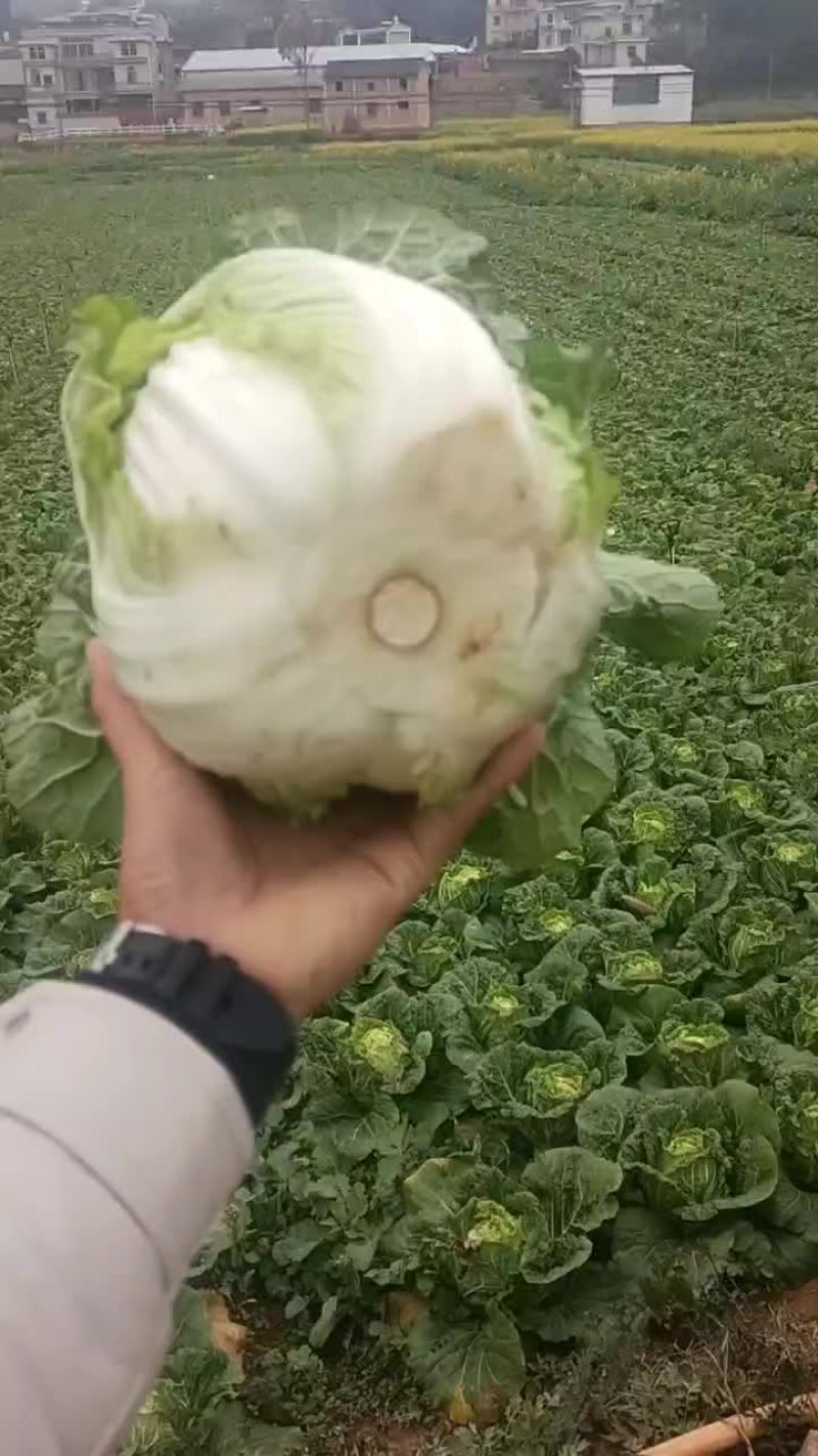 大白菜
