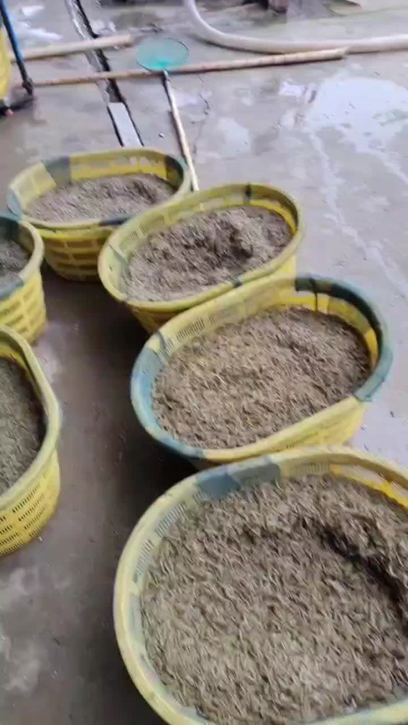活力四射小虾米