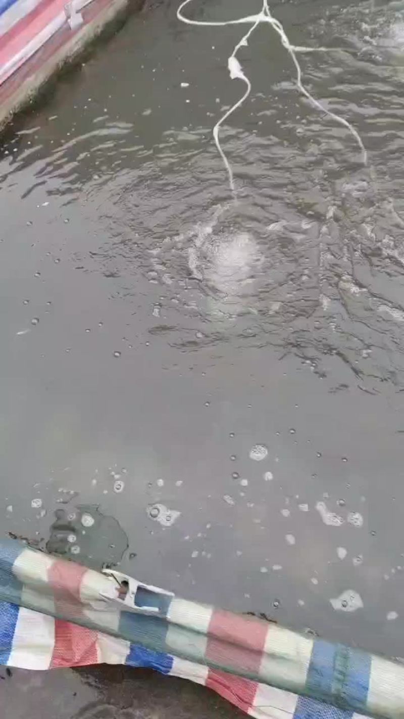 活力四射小虾米