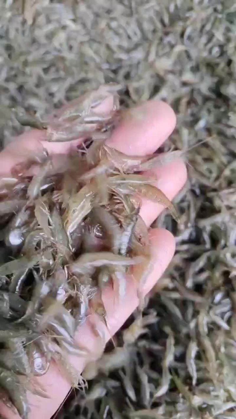 活力四射小虾米