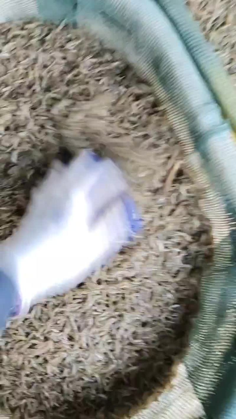 活力四射小虾米