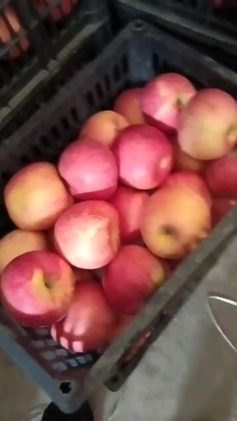 寒富高残果