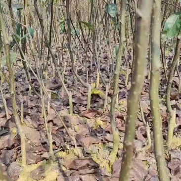 各品种梨苗